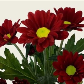 Chr Sant Madiba Dunga red — Мадиба дунгу ред