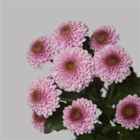 Chr Sant Rossi pink — Росси розовая