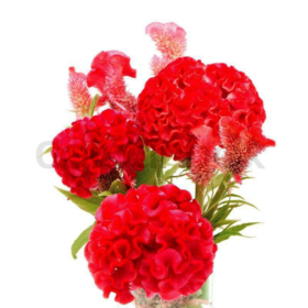 celosia red — Целозия красная