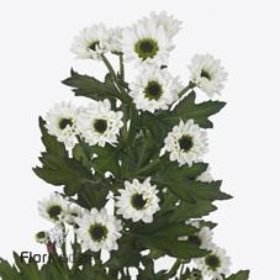 Chr Sant Yin Yang — Инь янь