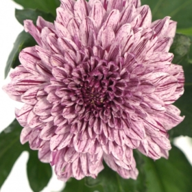 Chr G Pip — Пип