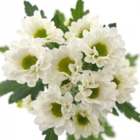 Chr Sant Rossi white — Росси белая