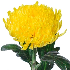 Chr G Pjotr — Петр