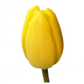 Tu Strong Gold — Тюльпан Стронг Голд