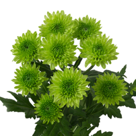 Chr tr Avokado — Авокадо