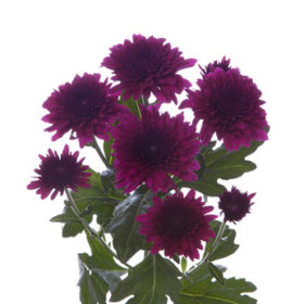 Chr tr Barca — Барка