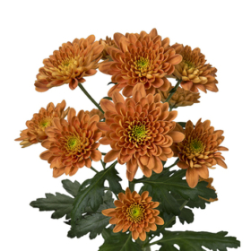 Chr tr Bartoli — Бартоли