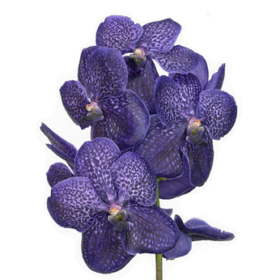 Vanda blue magic x16 — Ванда синяя х16