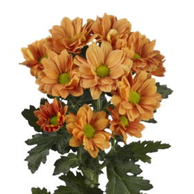 Chr tr grand Orange — Гранд орандж