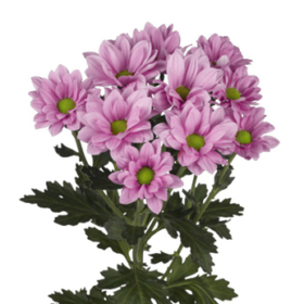 Chr tr grand pink — Гранд пинк