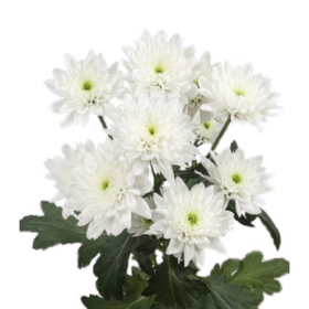 Chr tr Euro white — Евро белая