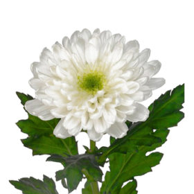 Chr G Zembla — Земмбла белая