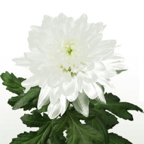 Chr G Yeti — Йети