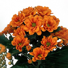Chr tr Managua Orange — Манагуа орандж