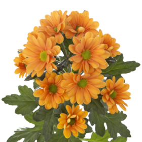 Chr tr Marcato — Маркато