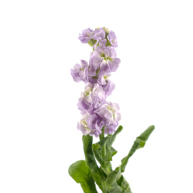 Matth lavender — Матиола лаванда