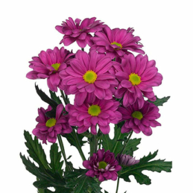 Chr tr Memphis pink — Мемфис пинк