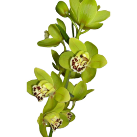 Cymb green * 4 — Орхидея зеленая 4