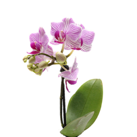 Cymb Mini * 15 — Орхидея мини 15