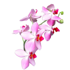 Cymb pink * 4 — Орхидея розовая 4