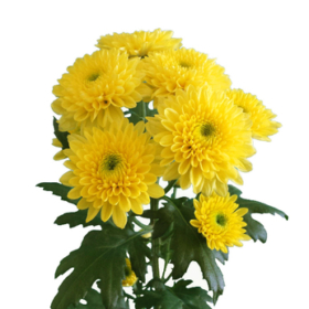 Chr tr Pina Colada yellow — Пина колада желтая