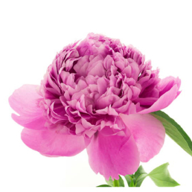 Paeo Dr Alexander fleming — Пион александр Флеминг