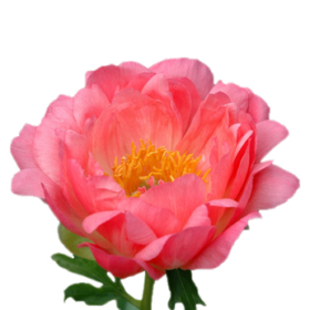 Paeo Coral charm  — Пион корал шарм