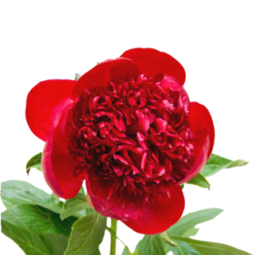 Paeo red — Пион красный