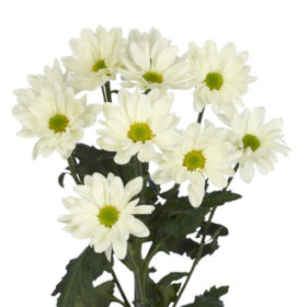 Chr tr Prosecco — Просеко