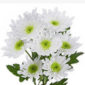 Chr tr Radost — Радость