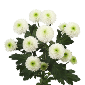 Chr tr Sky — Скай