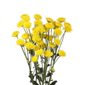 Chr tr Stallion yellow — Сталлион желтый