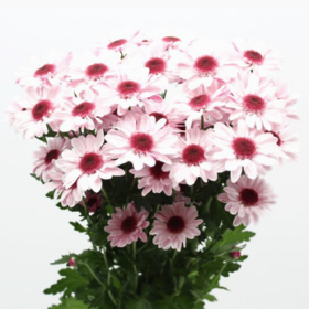 Chr tr Stresa — Стресса