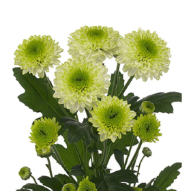 Chr tr Furore — Фурор