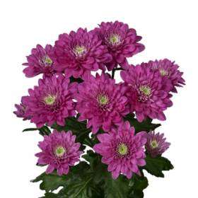 Chr tr Exopolis — Экзополис