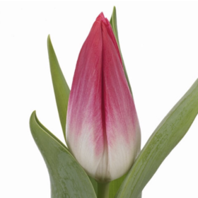 Tu Bolroyal Pink